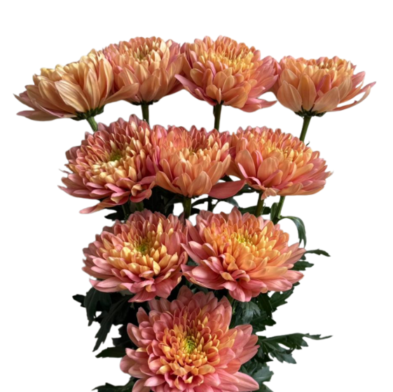 Chrysanthemum cremon baltica salmon