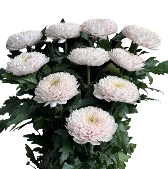 Chrysanthemum cremon bliss