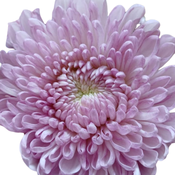 Chrysanthemum cremon contessa pearl