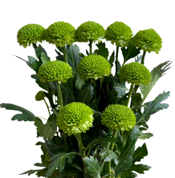 Chrysanthemum ball hunter