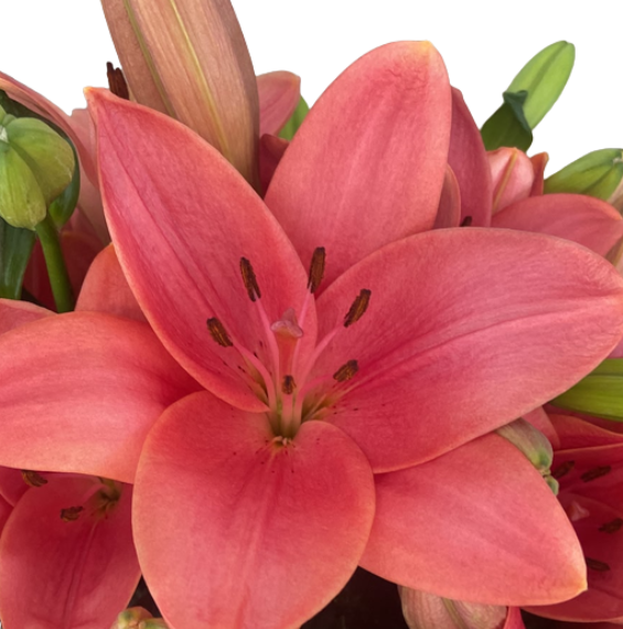 Lilium la-hybrid houston