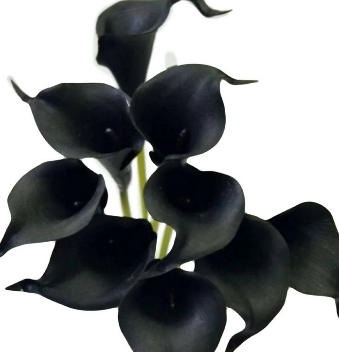 Калла блэк арт