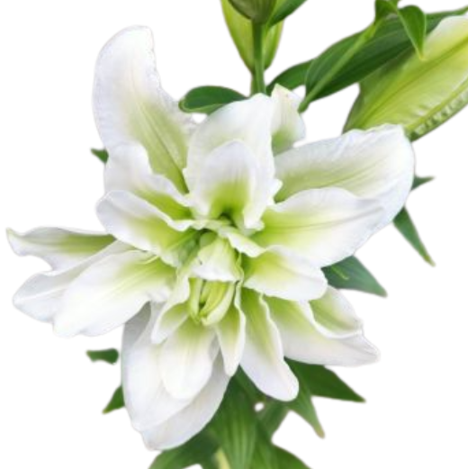 Lilium oriental double joella