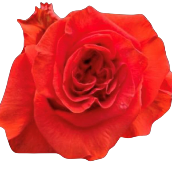 Rose orange crown