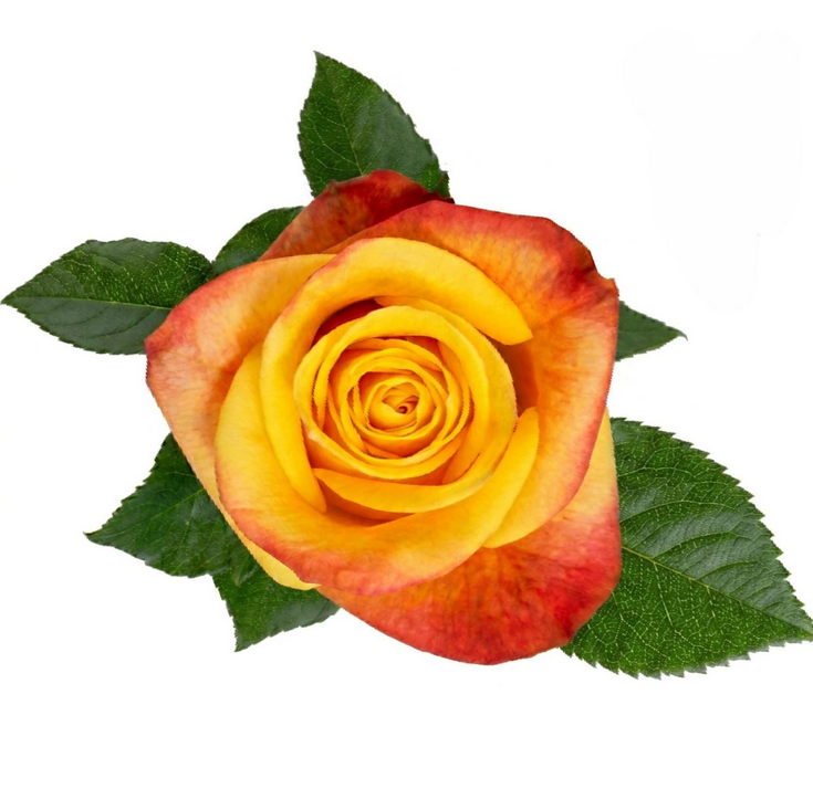 Rose starbright