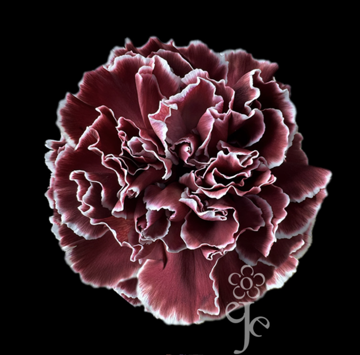 Carnation tinted merlot