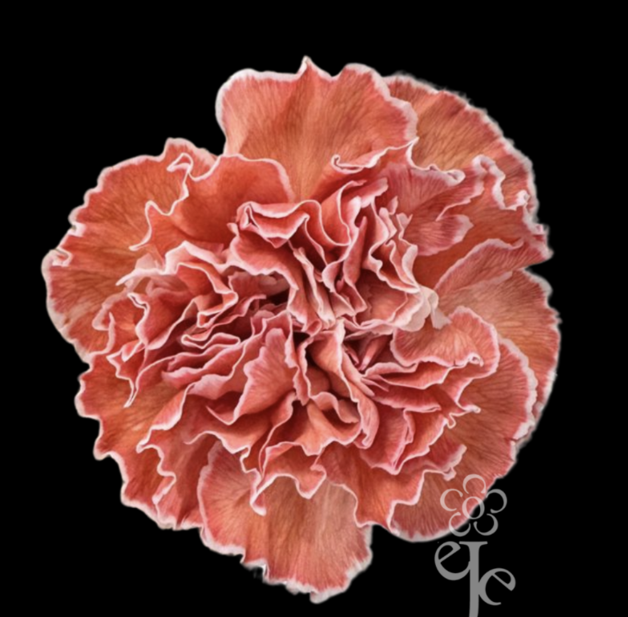 Carnation tinted fenix