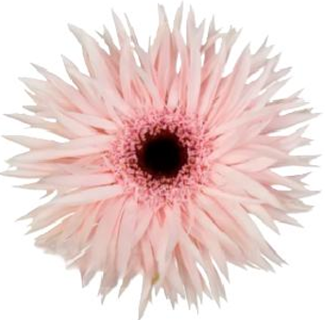 Gerbera gerspider cream spin