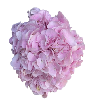 Hydrangea first love