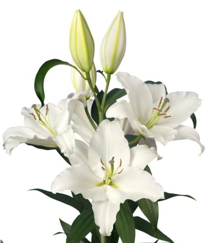 Lilium oriental liber skymaster
