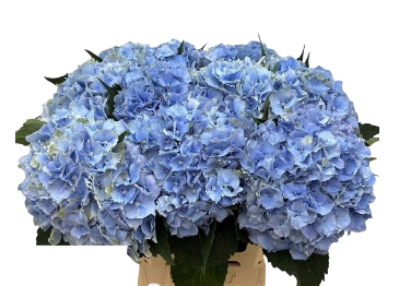 Hydrangea royal symphony blue