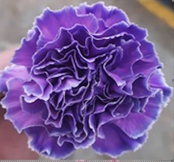 Carnation tinted cct 072