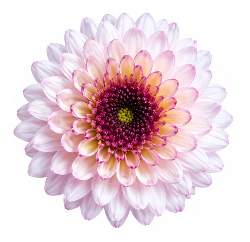 Chrysanthemum spray shortcake