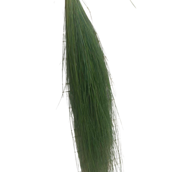 Blad Eragrostis
