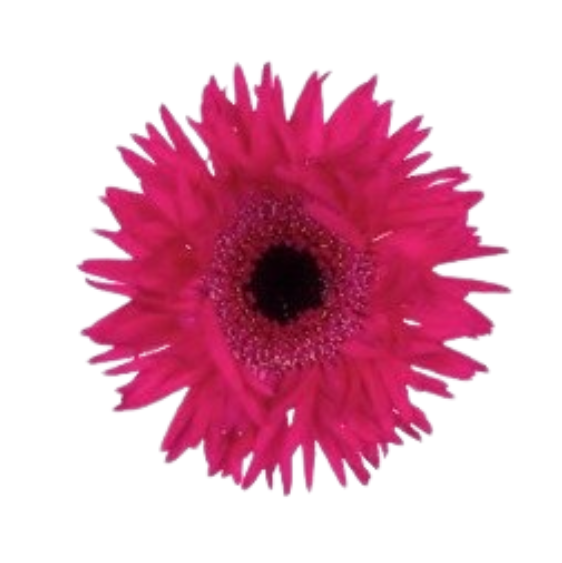Gerbera mini gerspider spinner
