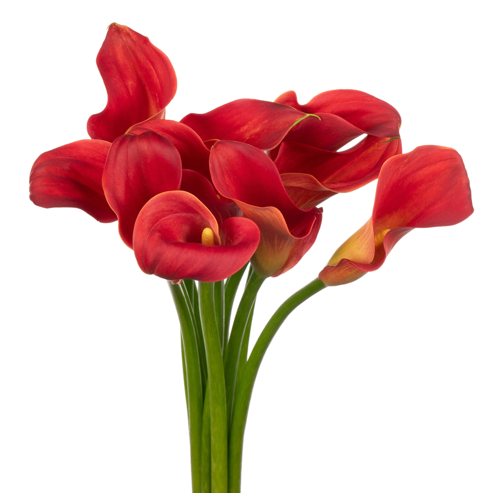 Zantedeschia merenque
