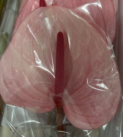 Anthurium pink lace