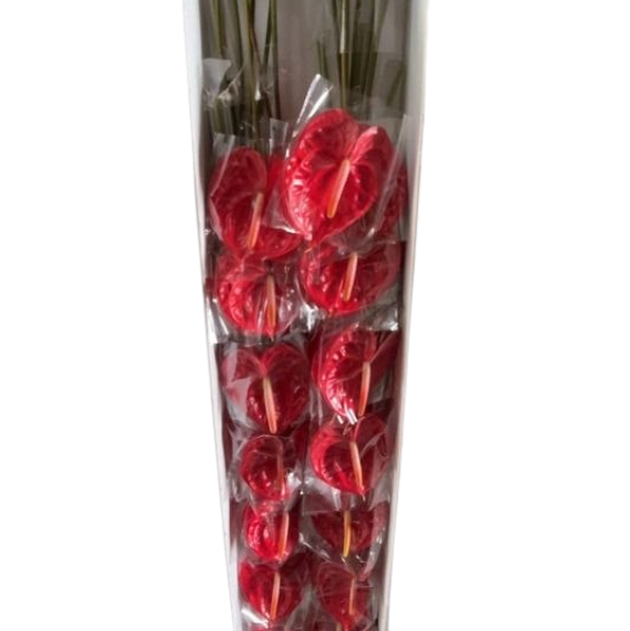 Anthurium red sun