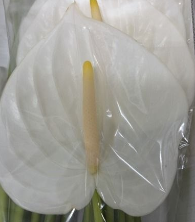Anthurium white cynthia