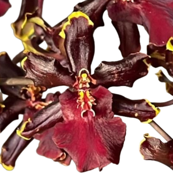 Oncidium red cat