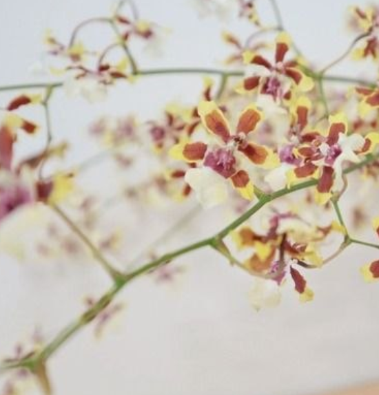 Oncidium tri-color perfume