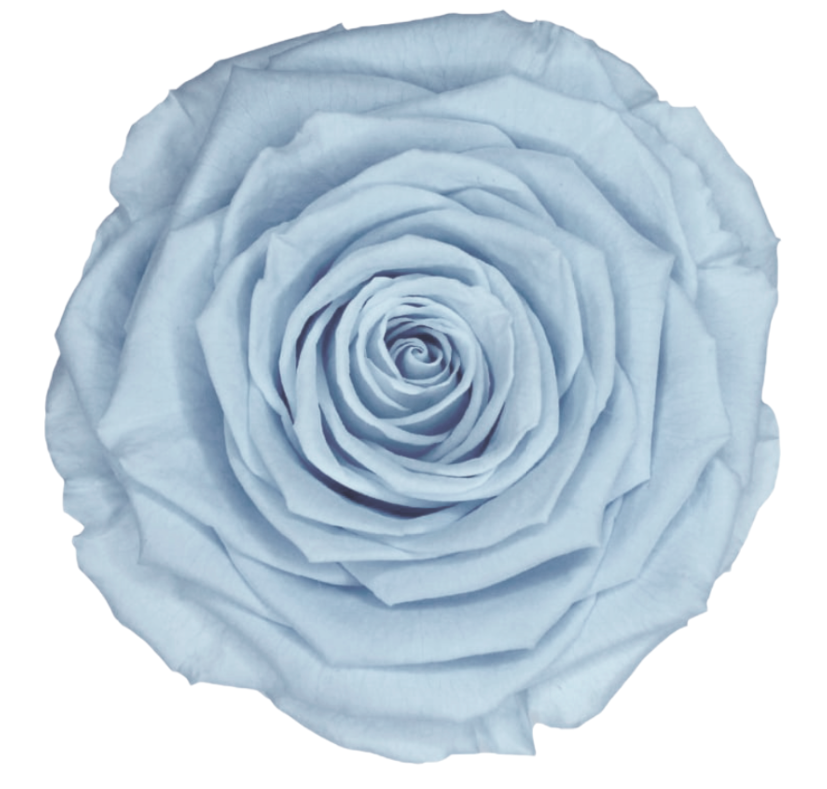 Bud Rose tinted preserved blu 89