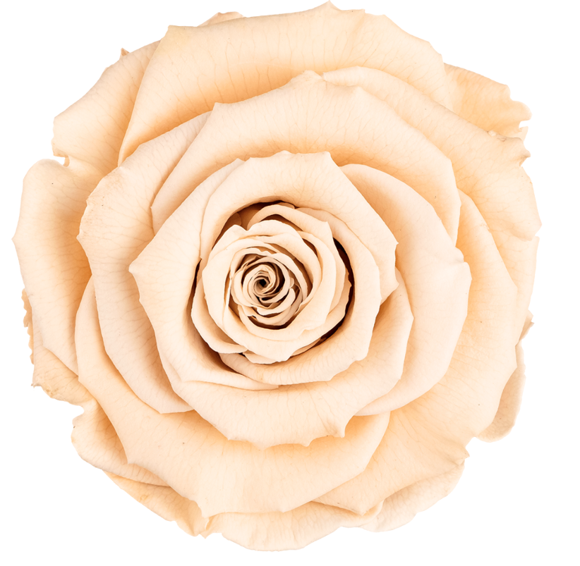 Bud Rose tinted preserved cha 01