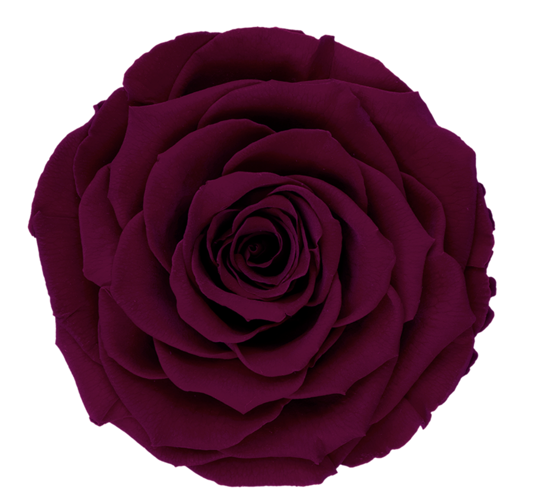 Bud Rose tinted preserved pin 02