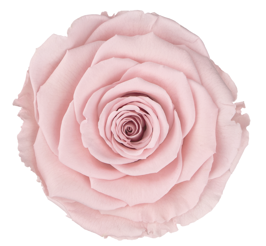Bud Rose tinted preserved pin 04