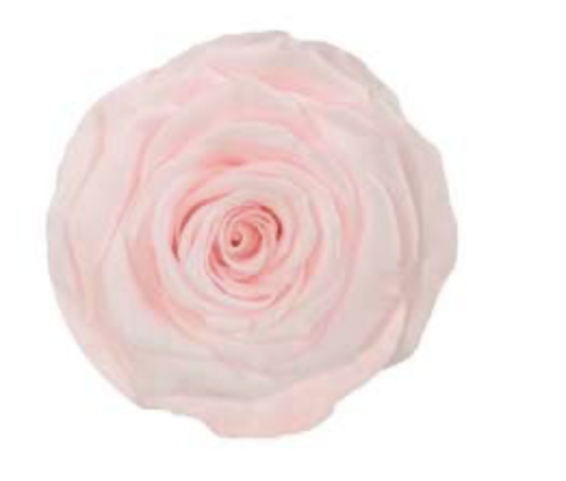 Bud Rose tinted preserved pin 89