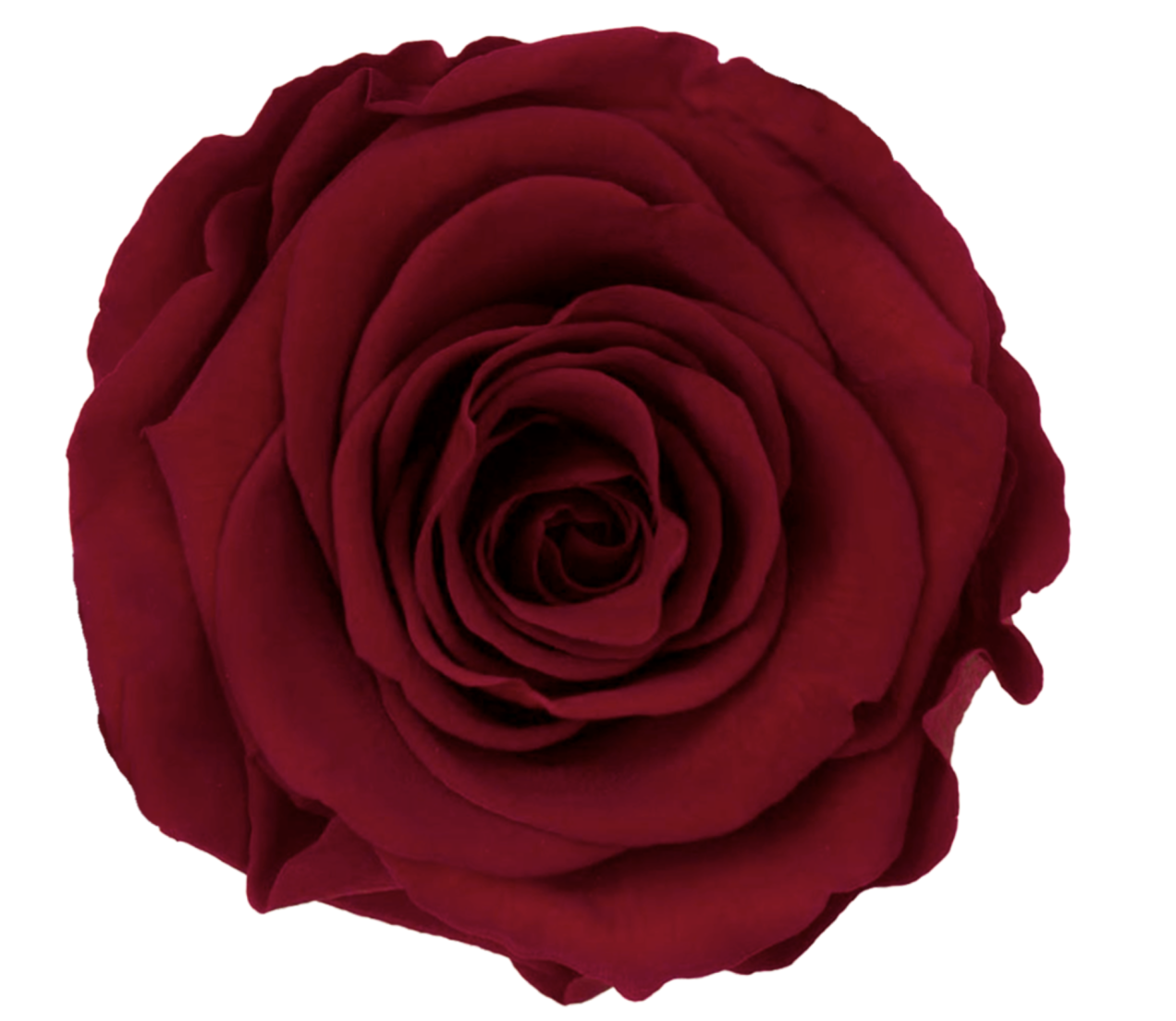 Bud Rose tinted preserved red 01