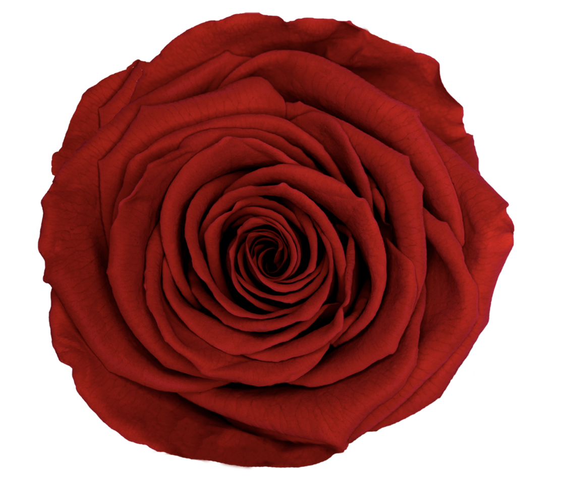 Bud Rose tinted preserved red 02
