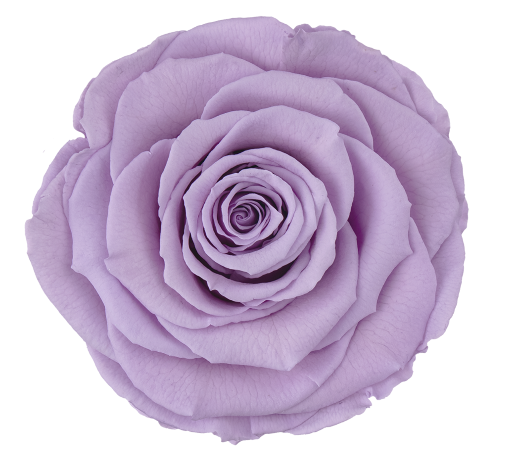 Bud Rose tinted preserved vio 03