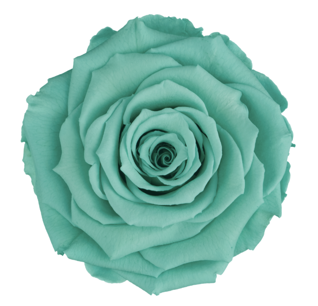 Bud Rose tinted preserved blu 02
