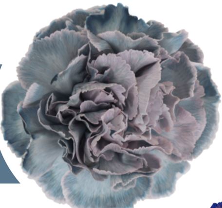 Carnation tinted cct-055
