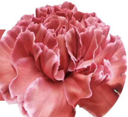 Carnation tinted cct-037