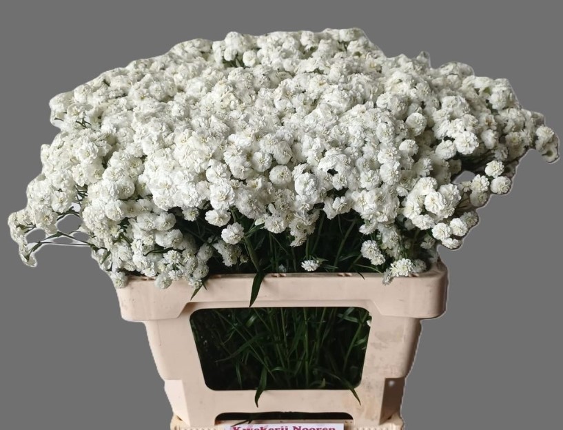Ахилея сноу вайт саммер