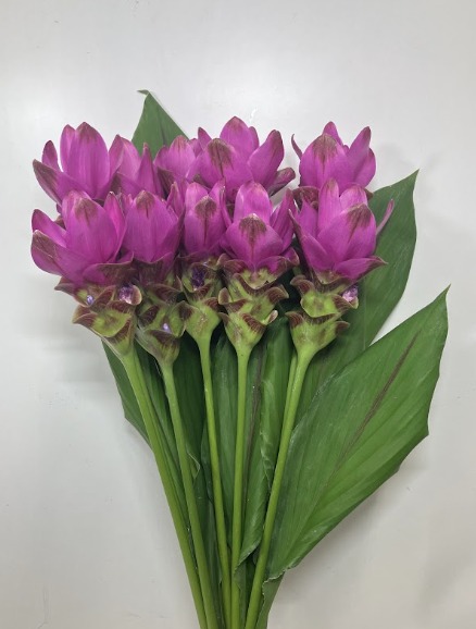 Curcuma crystal pink