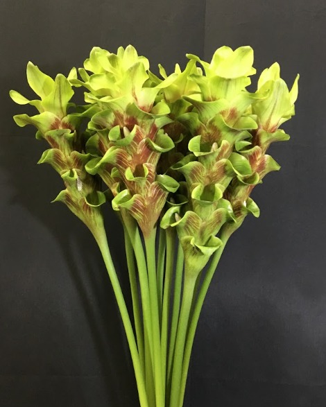 Curcuma emerald choco zebra