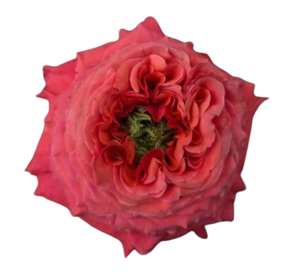 Rose island xpression