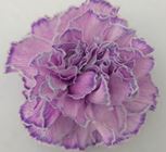 Carnation tinted cct-005