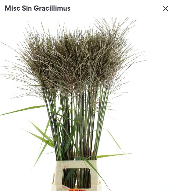 Miscanthus gracillimus