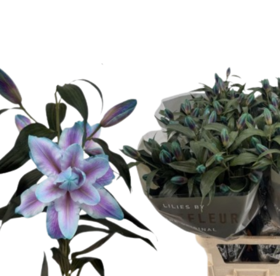 Lilium tinted oriental blue purple