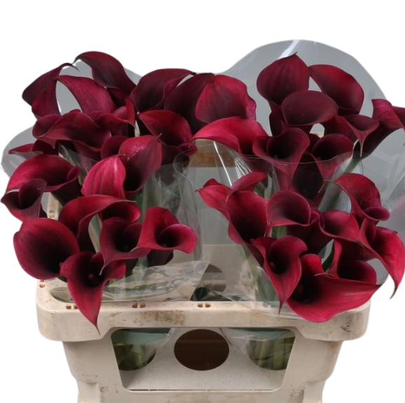 Zantedeschia call amazone