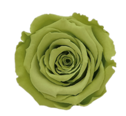 Bud Rose tinted preserved gre 07