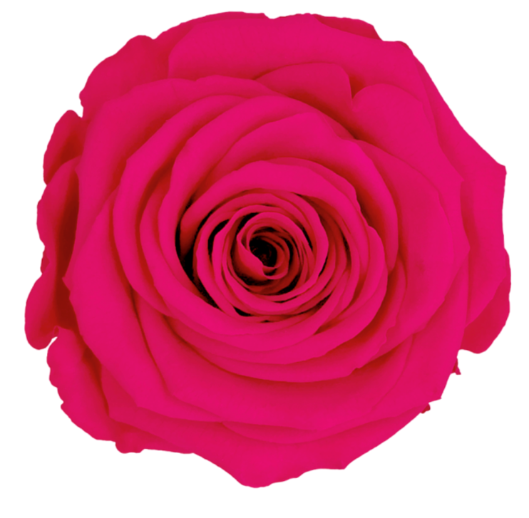 Bud Rose tinted preserved pin 03