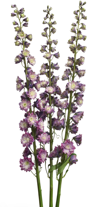 Delphinium highlander flamenco
