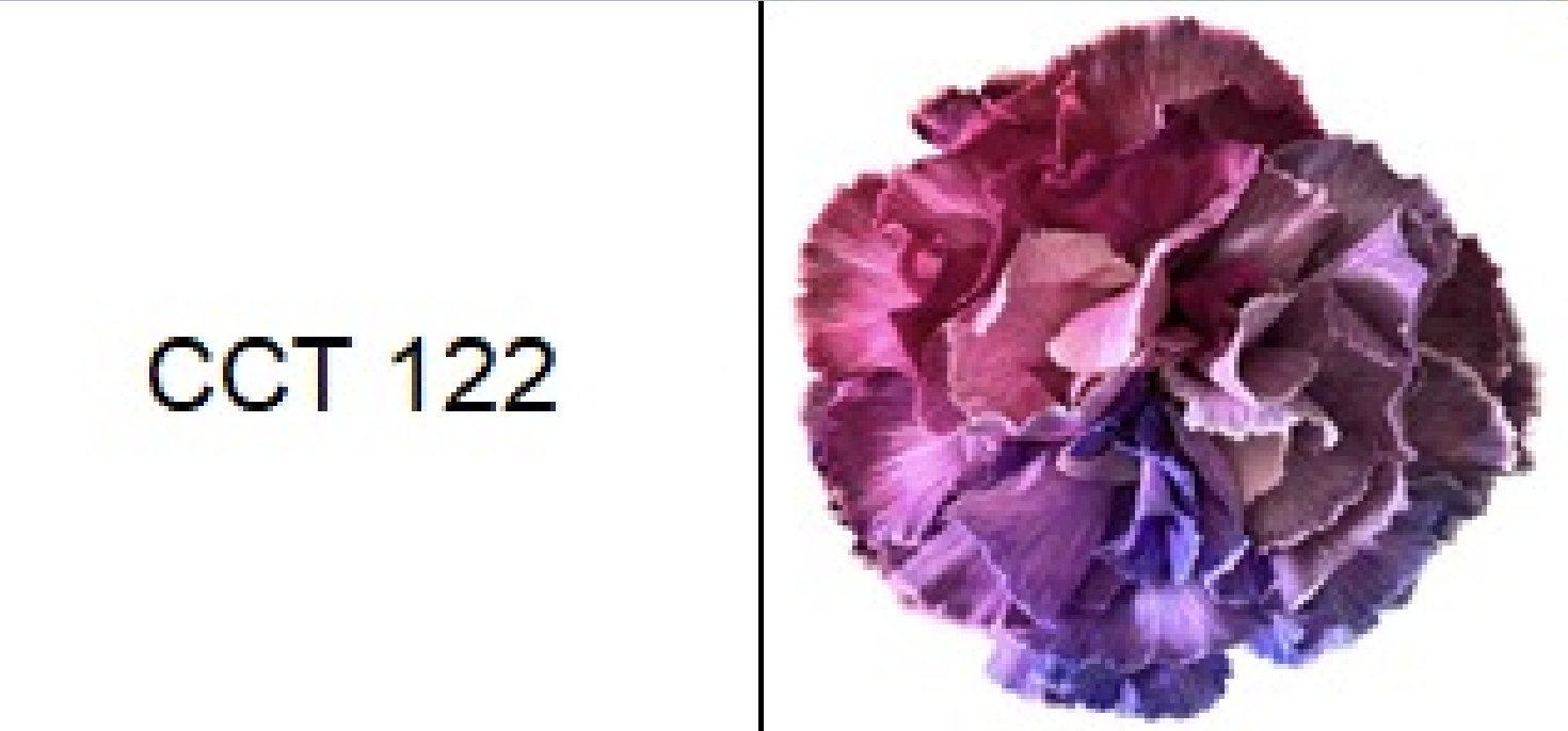 Carnation tinted cct-122
