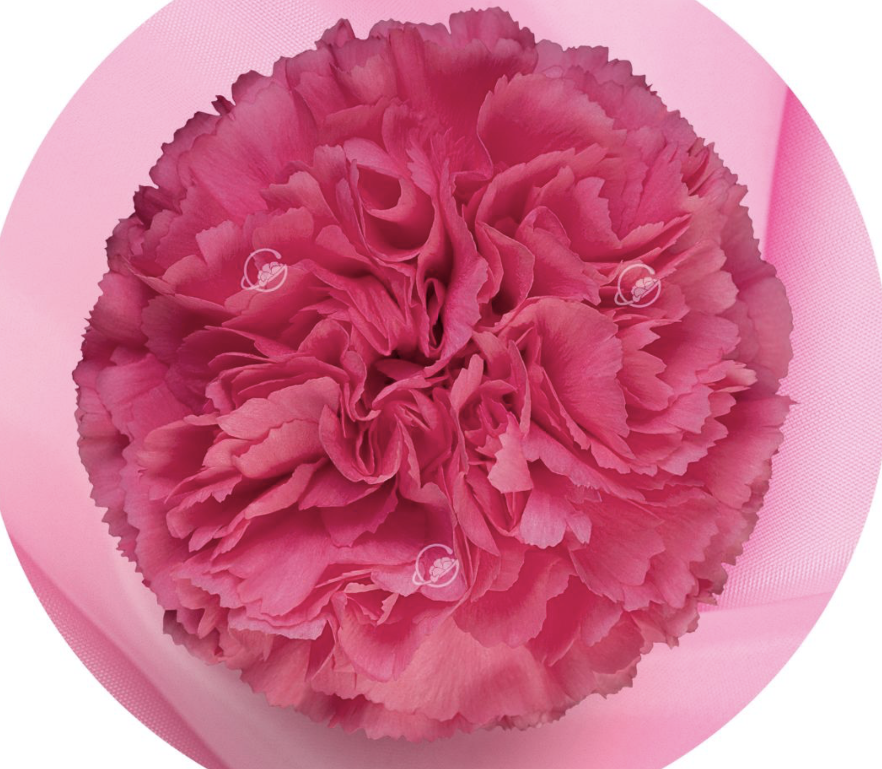 Carnation bruna