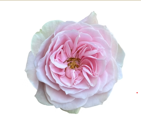 Rose pimpinella